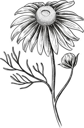 花朵素描
