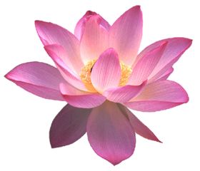 莲花