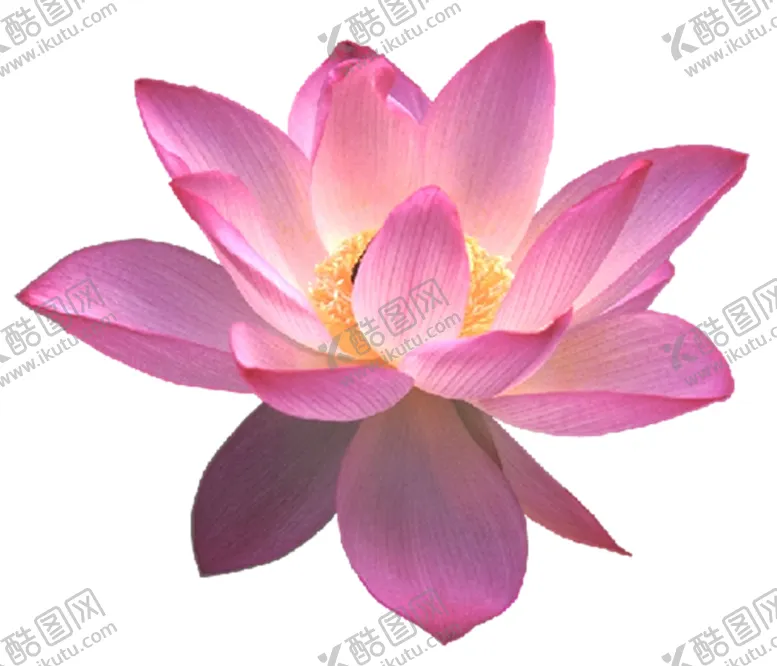 编号：35668906190932096663【酷图网】源文件下载-莲花