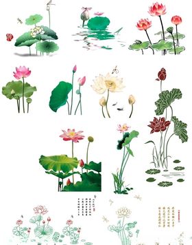 荷花工笔画黑白山水画图