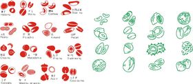 核桃干果矢量图