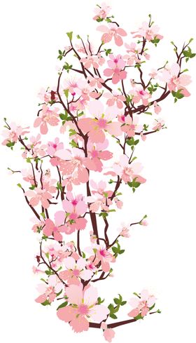 樱花