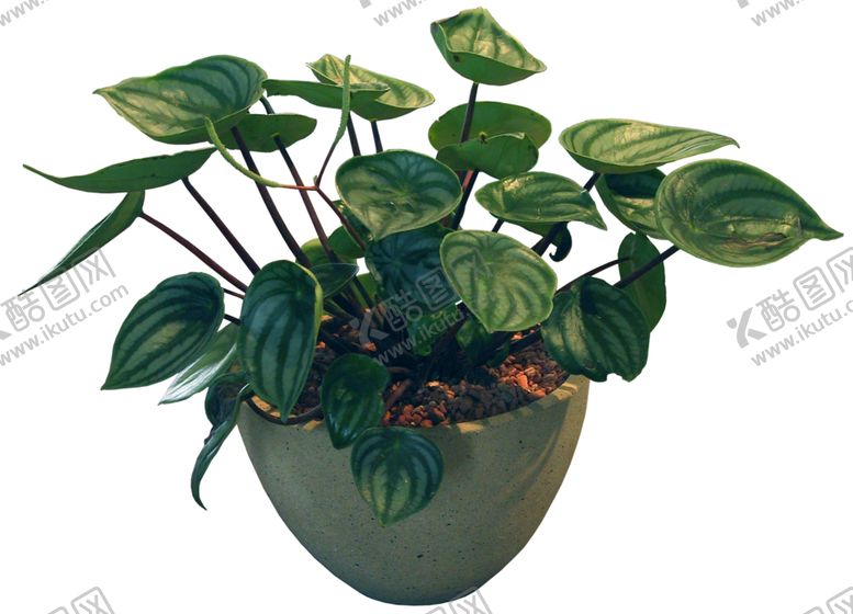 编号：28800710030119169538【酷图网】源文件下载-矮花卉