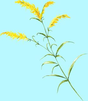 花卉树叶