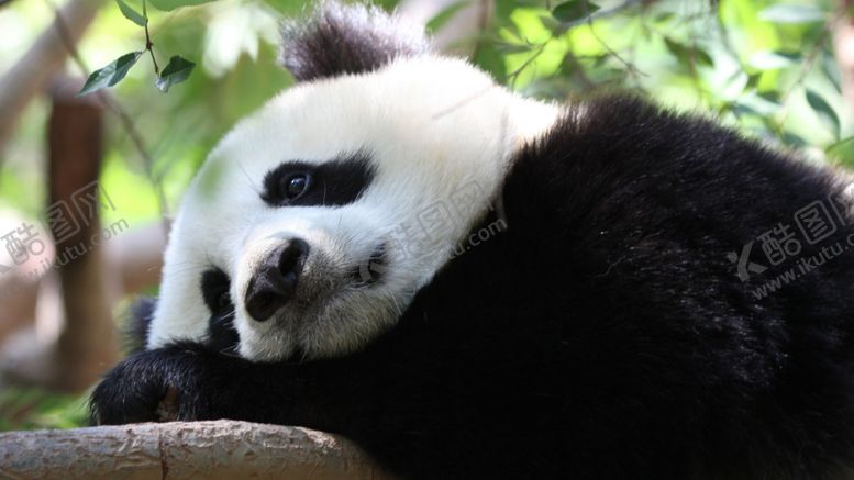 编号：41159104190232177900【酷图网】源文件下载-熊猫