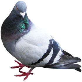 鸽子