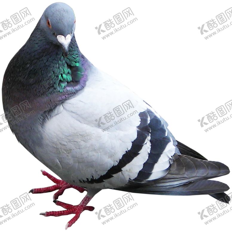 编号：53850407130904009321【酷图网】源文件下载-鸽子