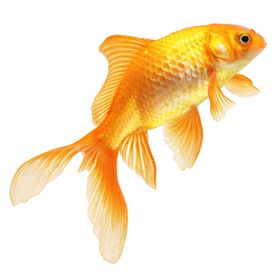 金鱼免抠元素