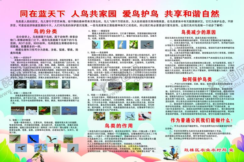编号：99465905100508004447【酷图网】源文件下载-保护鸟类展板PSD分层