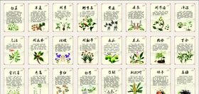 手绘中药药材枸杞分层图