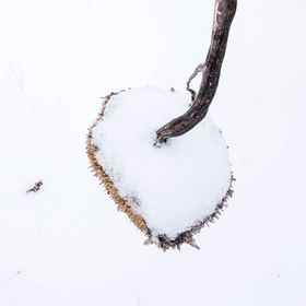 雪地里枯枝