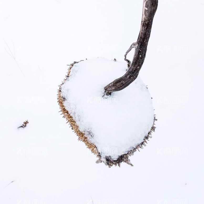 编号：67756112040858028255【酷图网】源文件下载-雪地里的向日葵