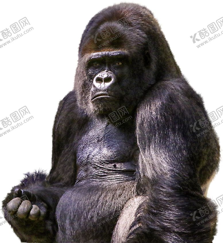 编号：96786009202046289164【酷图网】源文件下载-猩猩