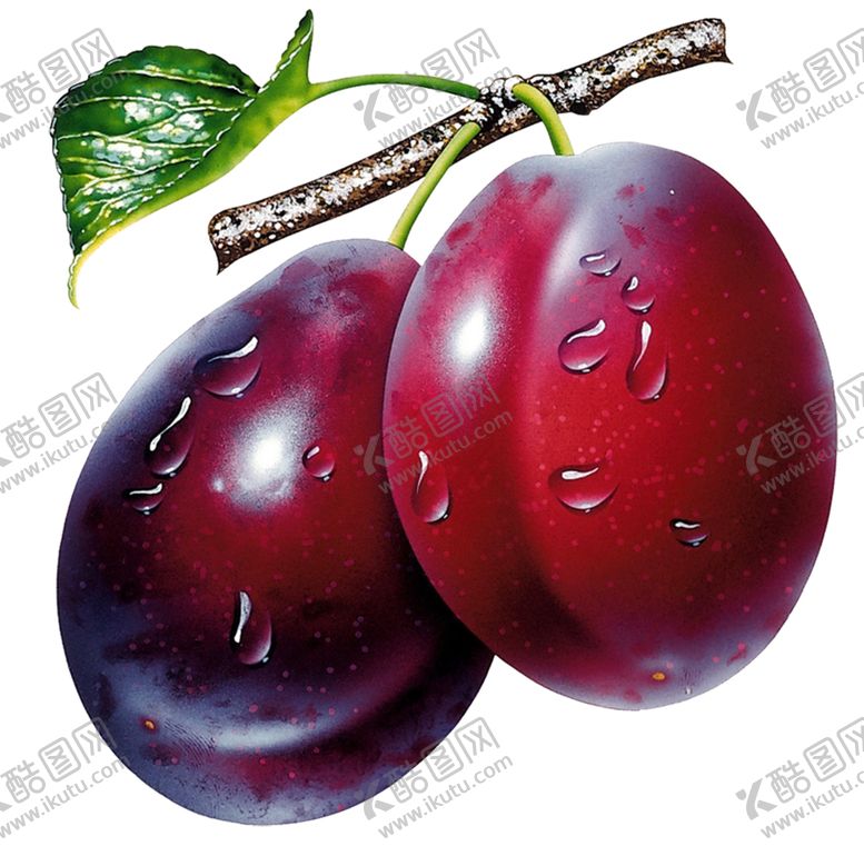 编号：96759205052247474119【酷图网】源文件下载-李子