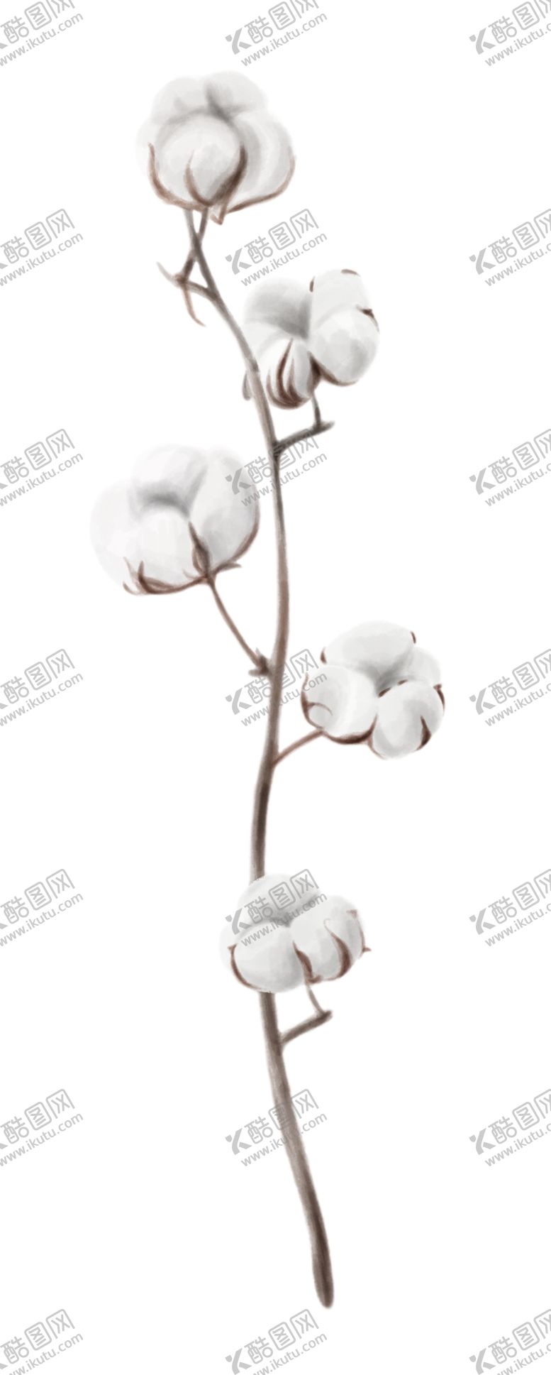 编号：23032009162309578071【酷图网】源文件下载-棉花壳