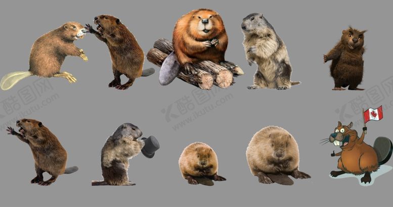 编号：34322609270022341959【酷图网】源文件下载-海狸