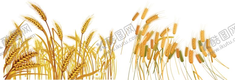 编号：48428805021521067578【酷图网】源文件下载-小麦png免扣高清素材