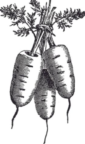 素描手绘蔬菜