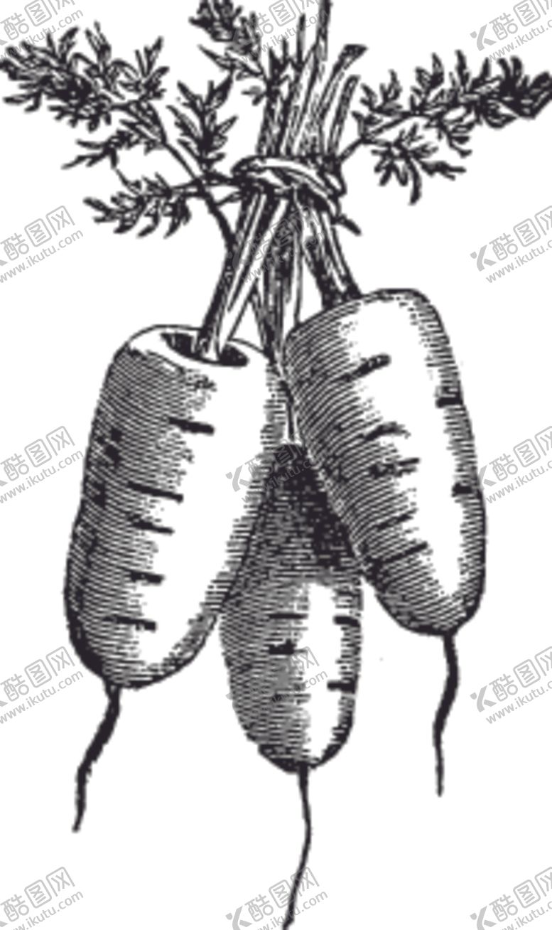 编号：19979409122018474477【酷图网】源文件下载-素描手绘蔬菜