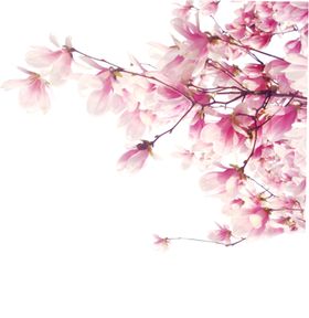 手绘桃花