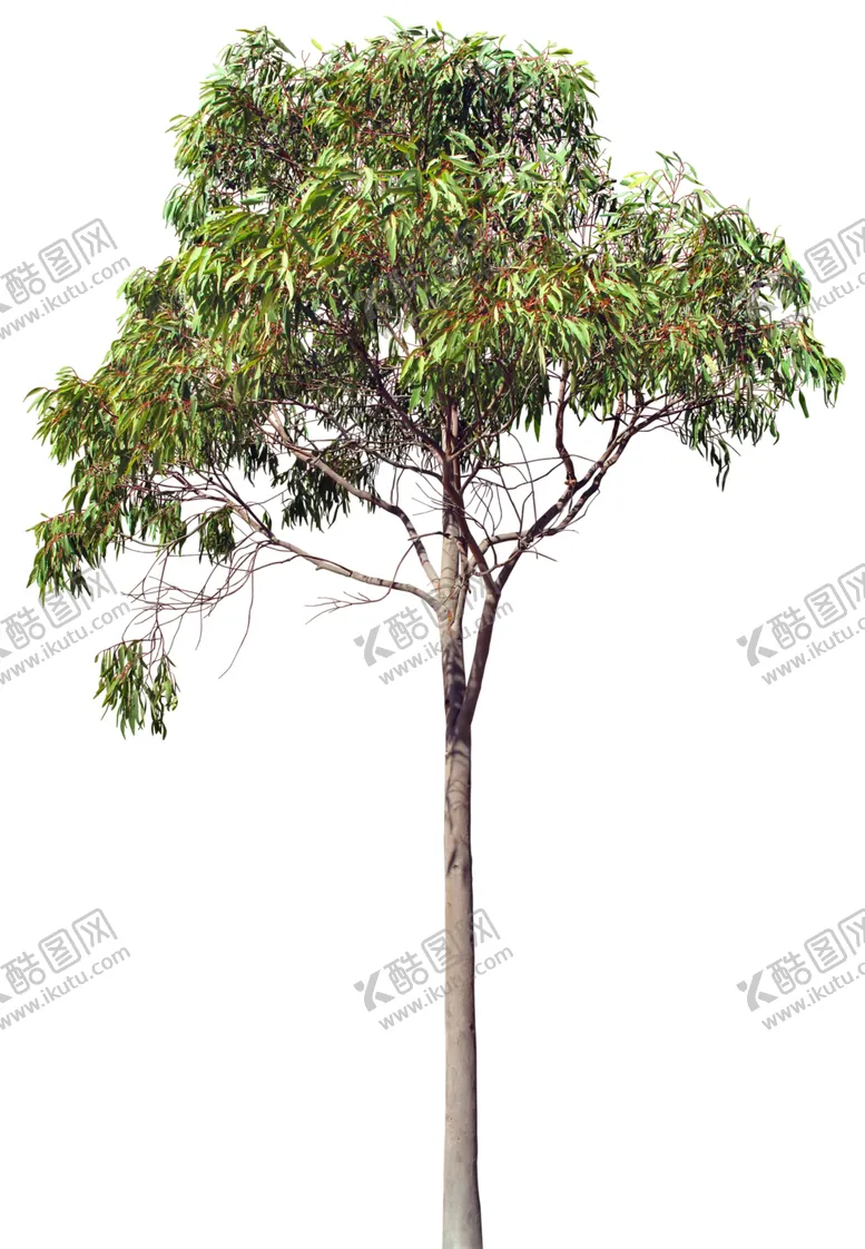 编号：74723610122338449108【酷图网】源文件下载-免扣树木