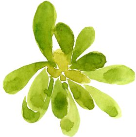 水彩植物