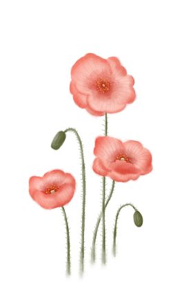 水彩手绘矢量插画花卉植物虞美人