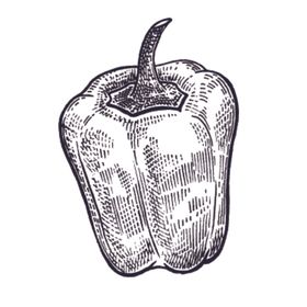 餐饮食物插画元素