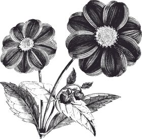线描植物