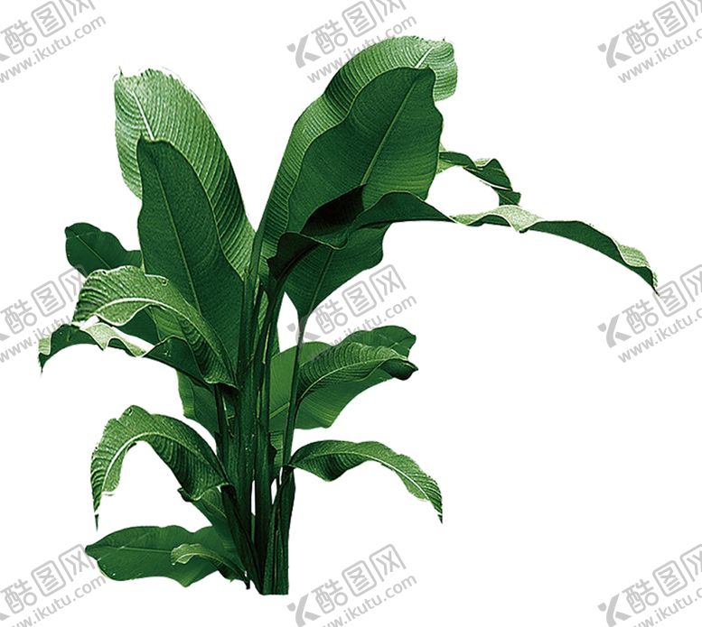 编号：92123610300438179735【酷图网】源文件下载-植物