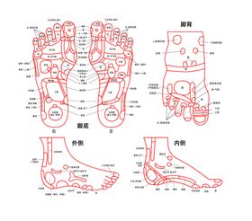 编号：35684709230928114217【酷图网】源文件下载-足部穴位图