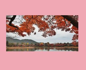 One花筒素材铺