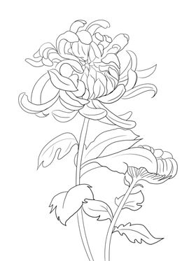 菊花