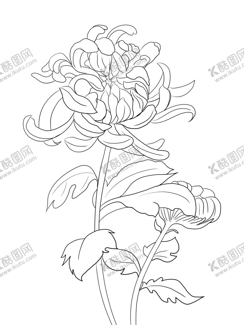 编号：47479107061543177673【酷图网】源文件下载-菊花