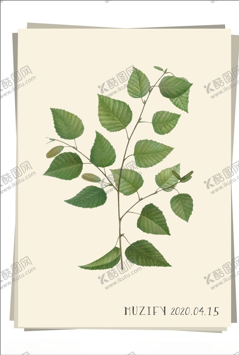 编号：35811209281834466591【酷图网】源文件下载-桦树植物图鉴