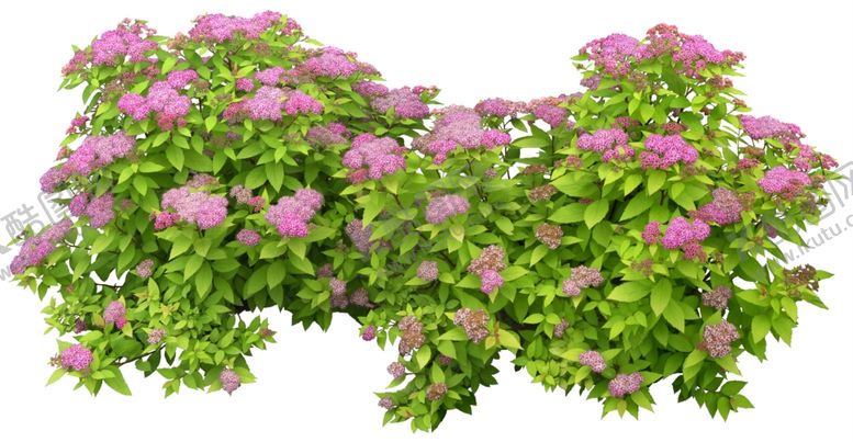 编号：29510309281328106996【酷图网】源文件下载-免扣植物树木素材图片