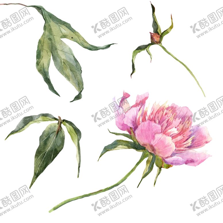 编号：59653809240904232520【酷图网】源文件下载-手绘植物