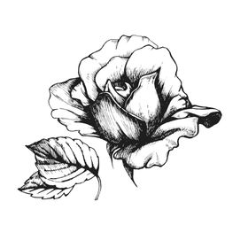 牡丹花