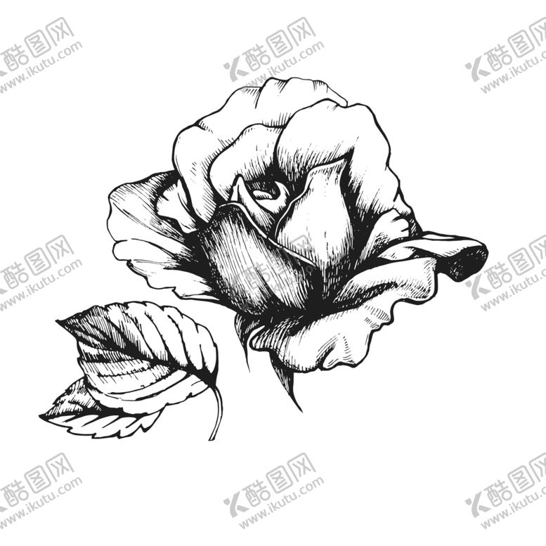 编号：82976007030530275139【酷图网】源文件下载-牡丹花