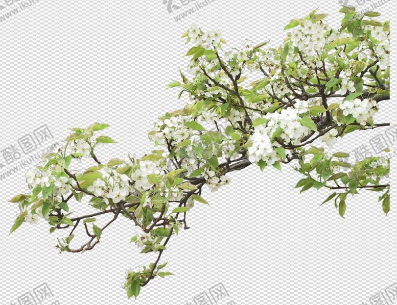 编号：19757504091101044246【酷图网】源文件下载-透明底植物