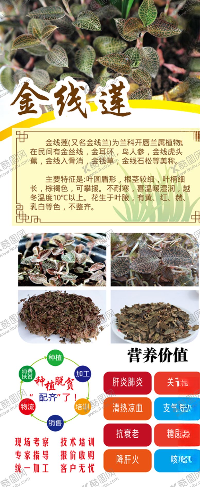 编号：85058405180315116583【酷图网】源文件下载-金线莲展架