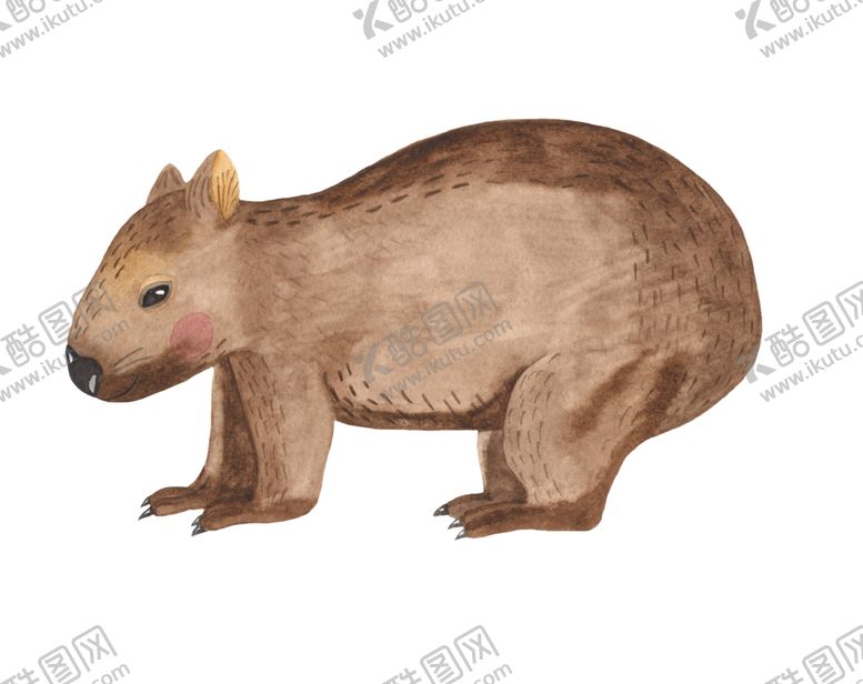 编号：98561209300143469123【酷图网】源文件下载-澳大利亚水彩动物