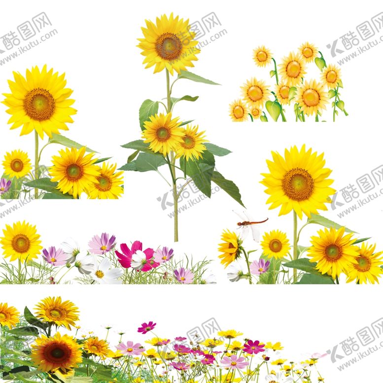 编号：99070506260310081837【酷图网】源文件下载-向日葵