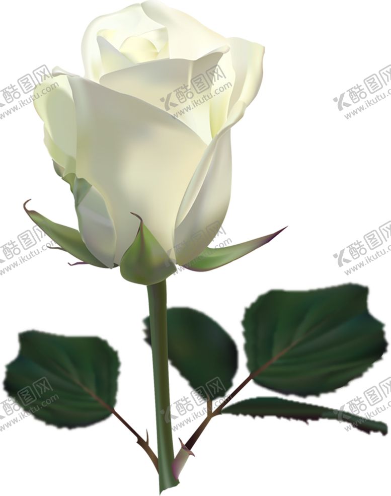 编号：60966109260433148371【酷图网】源文件下载-玫瑰