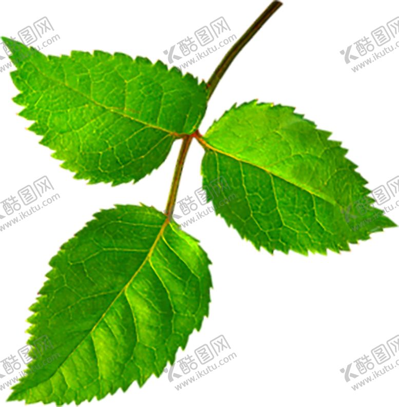编号：25319006282152057907【酷图网】源文件下载-鲜花装饰