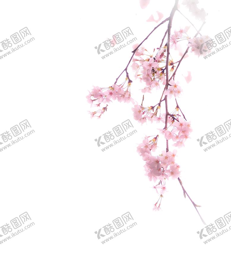 编号：63749402121230201342【酷图网】源文件下载-手绘粉色桃花免扣素材图片