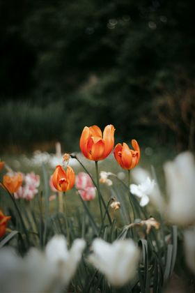 郁金香花卉花朵绽放自然景观
