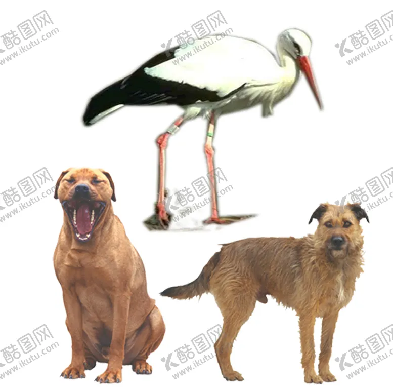 编号：10326510081007005702【酷图网】源文件下载-动物