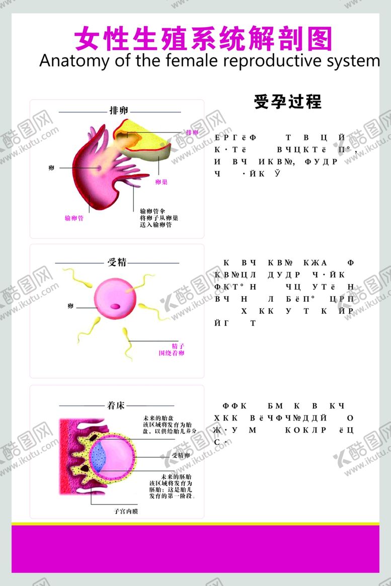 编号：25477409140001563193【酷图网】源文件下载-女性生殖系统