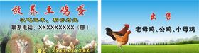 放养土鸡蛋名片